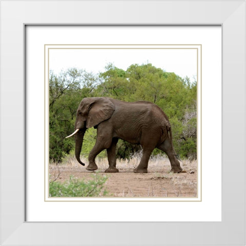 Safari Elephant I White Modern Wood Framed Art Print with Double Matting by Underdahl, Dana