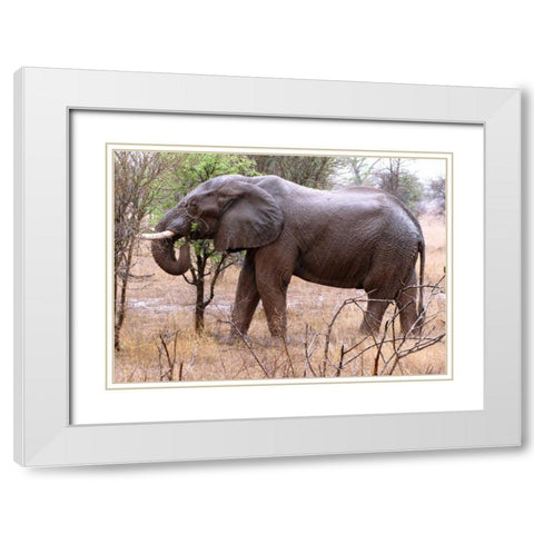 African Elephant I White Modern Wood Framed Art Print with Double Matting by Underdahl, Dana