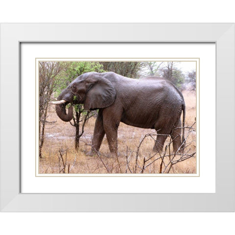 African Elephant I White Modern Wood Framed Art Print with Double Matting by Underdahl, Dana
