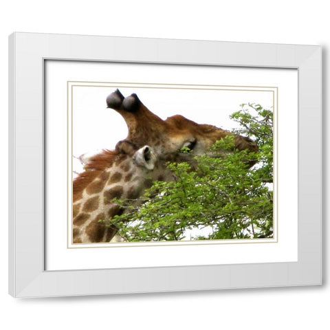 Giraffe I White Modern Wood Framed Art Print with Double Matting by Underdahl, Dana