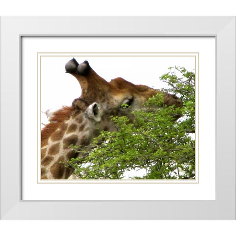 Giraffe I White Modern Wood Framed Art Print with Double Matting by Underdahl, Dana