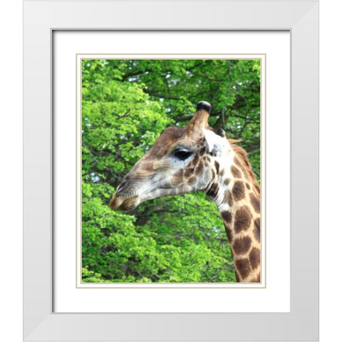 Giraffe III White Modern Wood Framed Art Print with Double Matting by Underdahl, Dana