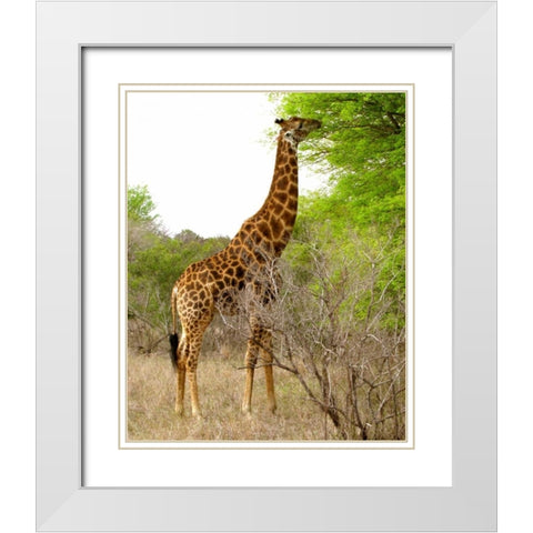 Giraffe Walk III White Modern Wood Framed Art Print with Double Matting by Underdahl, Dana