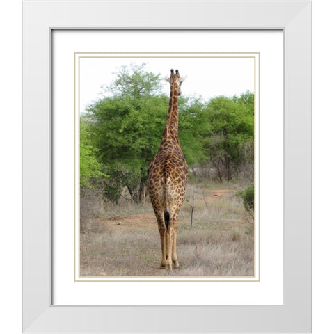 Giraffe Walk IV White Modern Wood Framed Art Print with Double Matting by Underdahl, Dana