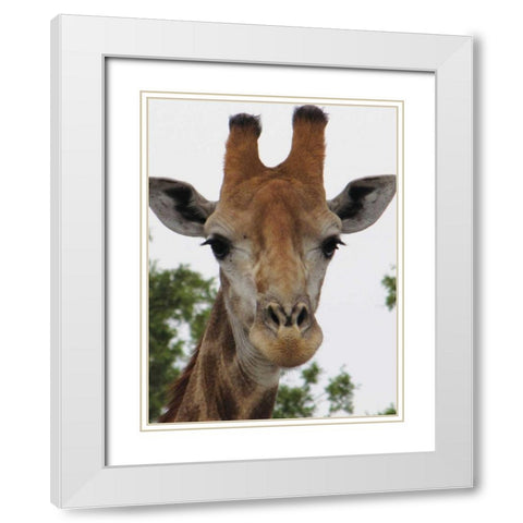 Giraffe Portrait III White Modern Wood Framed Art Print with Double Matting by Underdahl, Dana