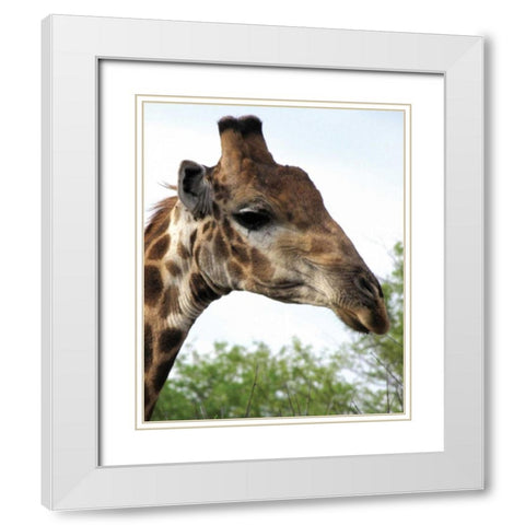 Giraffe Portrait IV White Modern Wood Framed Art Print with Double Matting by Underdahl, Dana