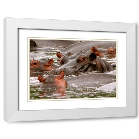 Hippo II White Modern Wood Framed Art Print with Double Matting by Underdahl, Dana