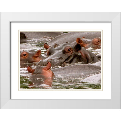 Hippo II White Modern Wood Framed Art Print with Double Matting by Underdahl, Dana