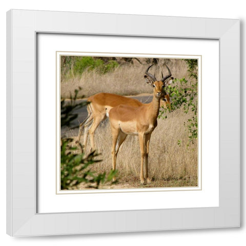 Impala III White Modern Wood Framed Art Print with Double Matting by Underdahl, Dana
