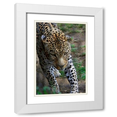 Leopard I White Modern Wood Framed Art Print with Double Matting by Underdahl, Dana