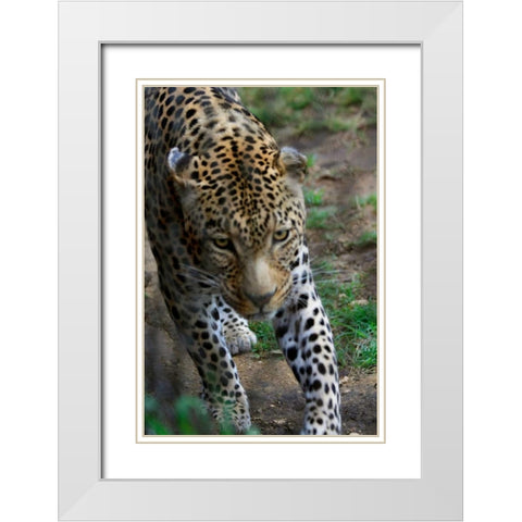 Leopard I White Modern Wood Framed Art Print with Double Matting by Underdahl, Dana