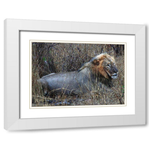 Resting Lion I White Modern Wood Framed Art Print with Double Matting by Underdahl, Dana