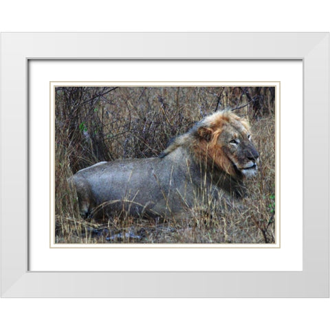 Resting Lion I White Modern Wood Framed Art Print with Double Matting by Underdahl, Dana