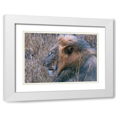 Resting Lion II White Modern Wood Framed Art Print with Double Matting by Underdahl, Dana