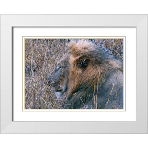 Resting Lion II White Modern Wood Framed Art Print with Double Matting by Underdahl, Dana