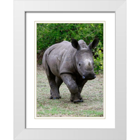 Rhino IV White Modern Wood Framed Art Print with Double Matting by Underdahl, Dana
