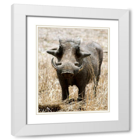 Warthog White Modern Wood Framed Art Print with Double Matting by Underdahl, Dana
