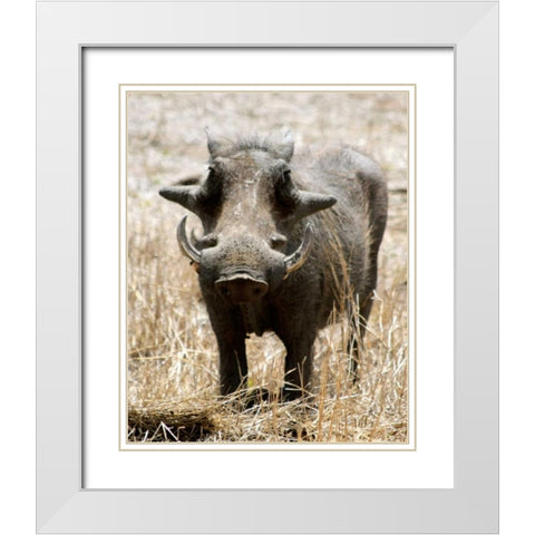 Warthog White Modern Wood Framed Art Print with Double Matting by Underdahl, Dana