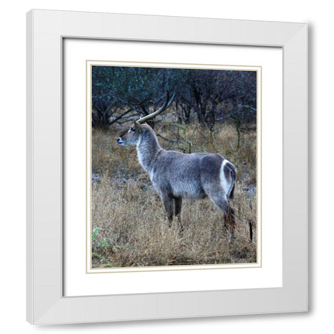 Waterbuck I White Modern Wood Framed Art Print with Double Matting by Underdahl, Dana