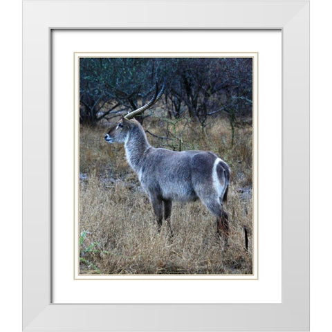 Waterbuck I White Modern Wood Framed Art Print with Double Matting by Underdahl, Dana