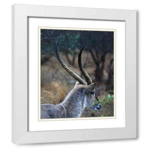Waterbuck II White Modern Wood Framed Art Print with Double Matting by Underdahl, Dana