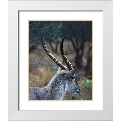 Waterbuck II White Modern Wood Framed Art Print with Double Matting by Underdahl, Dana