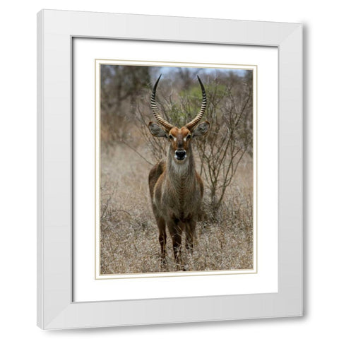 Safari Waterbuck II White Modern Wood Framed Art Print with Double Matting by Underdahl, Dana
