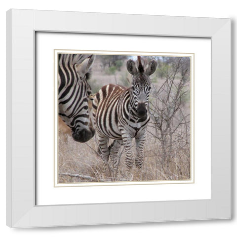 Zebra Baby II White Modern Wood Framed Art Print with Double Matting by Underdahl, Dana