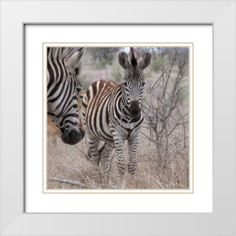 Zebra Baby II White Modern Wood Framed Art Print with Double Matting by Underdahl, Dana