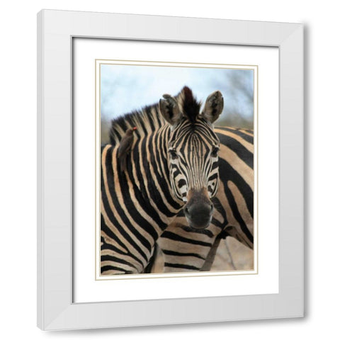 Sarari Zebra I White Modern Wood Framed Art Print with Double Matting by Underdahl, Dana