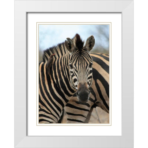 Sarari Zebra I White Modern Wood Framed Art Print with Double Matting by Underdahl, Dana