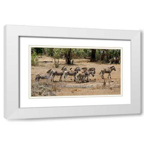 Safari Zebras Group I White Modern Wood Framed Art Print with Double Matting by Underdahl, Dana