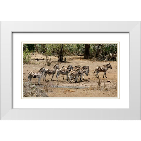 Safari Zebras Group I White Modern Wood Framed Art Print with Double Matting by Underdahl, Dana