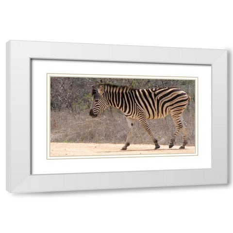 Safari Zebra II White Modern Wood Framed Art Print with Double Matting by Underdahl, Dana