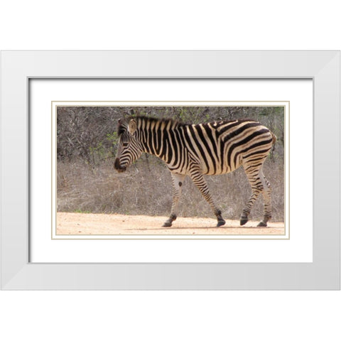 Safari Zebra II White Modern Wood Framed Art Print with Double Matting by Underdahl, Dana