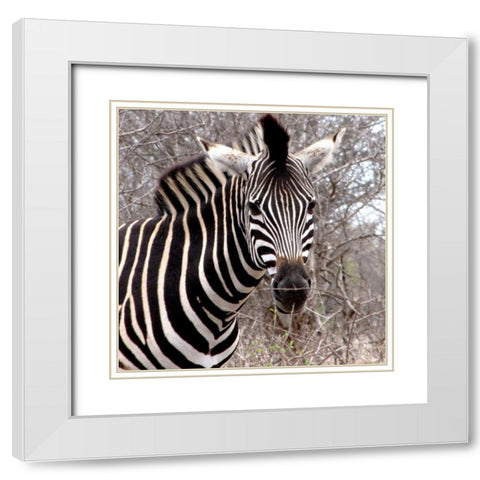 Safari Zebra IV White Modern Wood Framed Art Print with Double Matting by Underdahl, Dana
