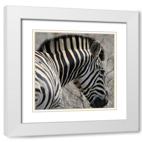 Sarari Zebra VI White Modern Wood Framed Art Print with Double Matting by Underdahl, Dana
