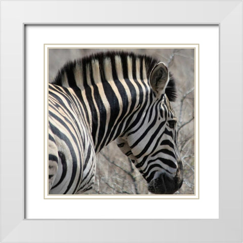 Sarari Zebra VI White Modern Wood Framed Art Print with Double Matting by Underdahl, Dana