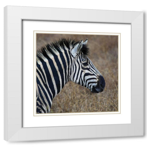 Sarari Zebra VII White Modern Wood Framed Art Print with Double Matting by Underdahl, Dana