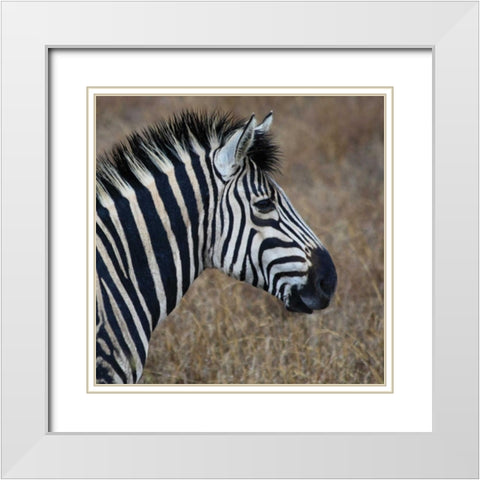 Sarari Zebra VII White Modern Wood Framed Art Print with Double Matting by Underdahl, Dana