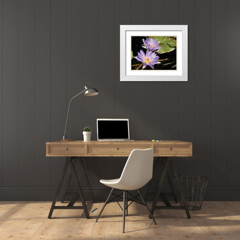 Violet Water Lily I White Modern Wood Framed Art Print with Double Matting by Underdahl, Dana