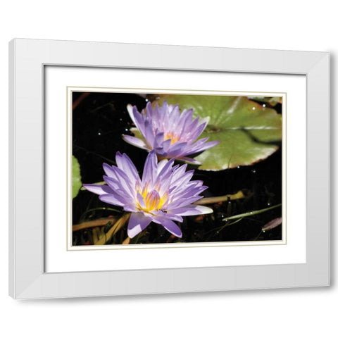 Violet Water Lily I White Modern Wood Framed Art Print with Double Matting by Underdahl, Dana