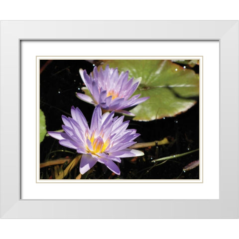 Violet Water Lily I White Modern Wood Framed Art Print with Double Matting by Underdahl, Dana