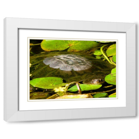 Water Lily Turtle White Modern Wood Framed Art Print with Double Matting by Underdahl, Dana