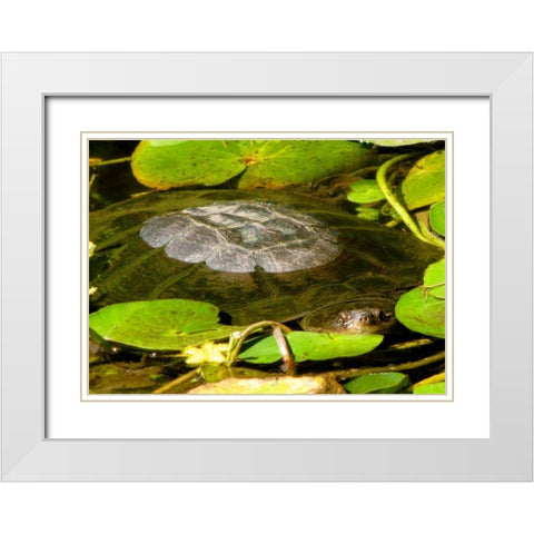 Water Lily Turtle White Modern Wood Framed Art Print with Double Matting by Underdahl, Dana