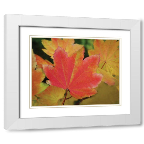 Maple Leaves Perfection II White Modern Wood Framed Art Print with Double Matting by Geyman, Vitaly