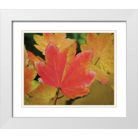Maple Leaves Perfection II White Modern Wood Framed Art Print with Double Matting by Geyman, Vitaly