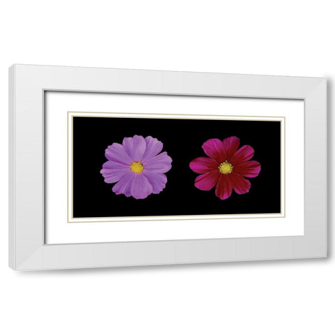 Cosmos Flower Duet White Modern Wood Framed Art Print with Double Matting by Geyman, Vitaly