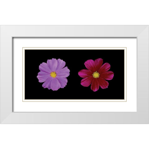 Cosmos Flower Duet White Modern Wood Framed Art Print with Double Matting by Geyman, Vitaly