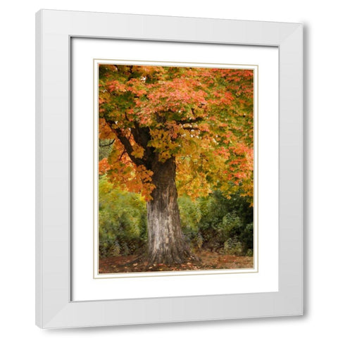 Fall Maple Fever I White Modern Wood Framed Art Print with Double Matting by Geyman, Vitaly